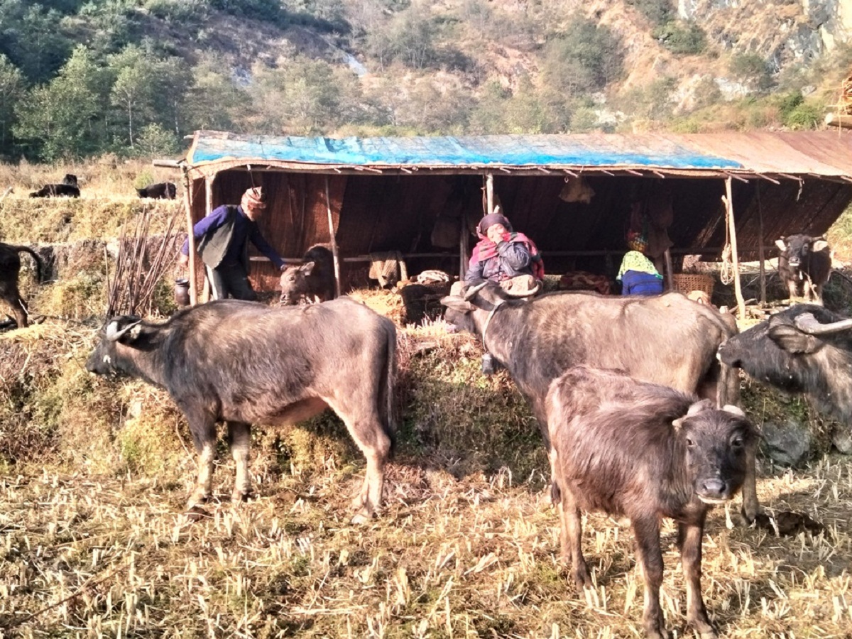 छ दशकदेखि घुम्तीगोठमा प्रेमबहादुर घर्तीमगरको कथा 